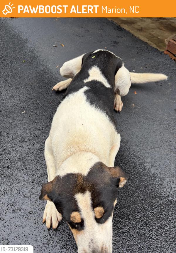 Found/Stray Male Dog last seen Valley Street, Marion, NC 28752