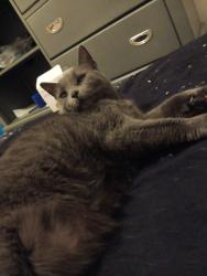 Lost Female Cat last seen Hayes, garfield, and Clinton river rd, Clinton Township, MI 48038