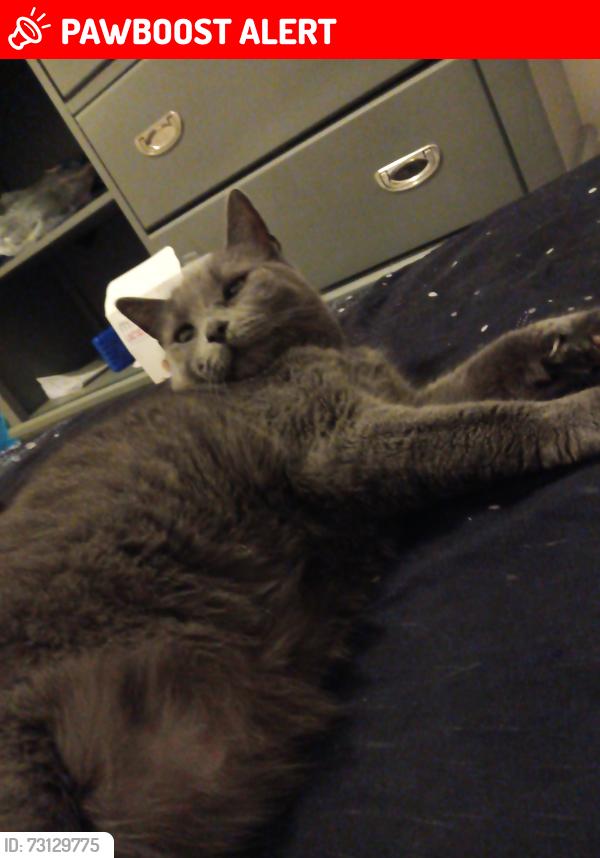 Lost Female Cat last seen Hayes, garfield, and Clinton river rd, Clinton Township, MI 48038