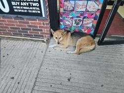 Found/Stray Male Dog last seen Antique Lane New Caney TX 77357, New Caney, TX 77357