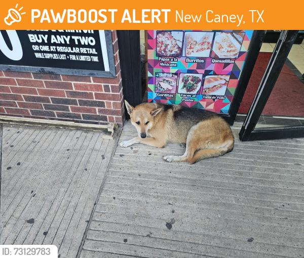 Found/Stray Male Dog last seen Antique Lane New Caney TX 77357, New Caney, TX 77357