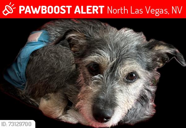 Lost Female Dog last seen Simmons and Washburn, North Las Vegas, NV 89031