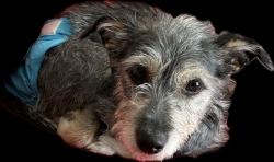 Lost Female Dog last seen Simmons and Washburn, North Las Vegas, NV 89031