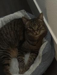 Found/Stray Male Cat last seen Firestone Complete Auto Care on 3161 El Camino Real, Santa Clara 95051, Santa Clara, CA 95051