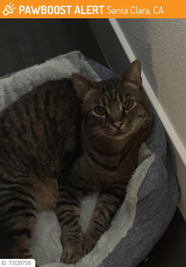 Found/Stray Male Cat last seen Firestone Complete Auto Care on 3161 El Camino Real, Santa Clara 95051, Santa Clara, CA 95051