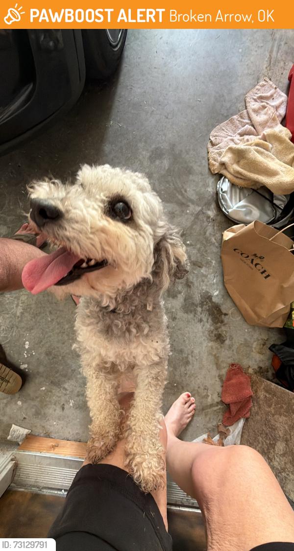 Found/Stray Unknown Dog last seen 61st and Lynn Lane, Broken Arrow, OK 74012