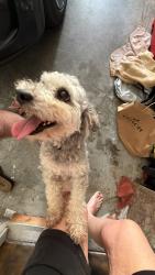 Found/Stray Unknown Dog last seen 61st and Lynn Lane, Broken Arrow, OK 74012