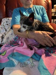 Found/Stray Unknown Dog last seen Raypine, Montgomery County, TX 77386