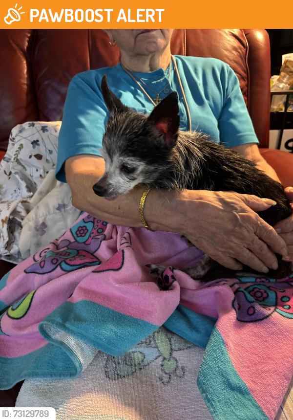 Found/Stray Unknown Dog last seen Raypine, Montgomery County, TX 77386