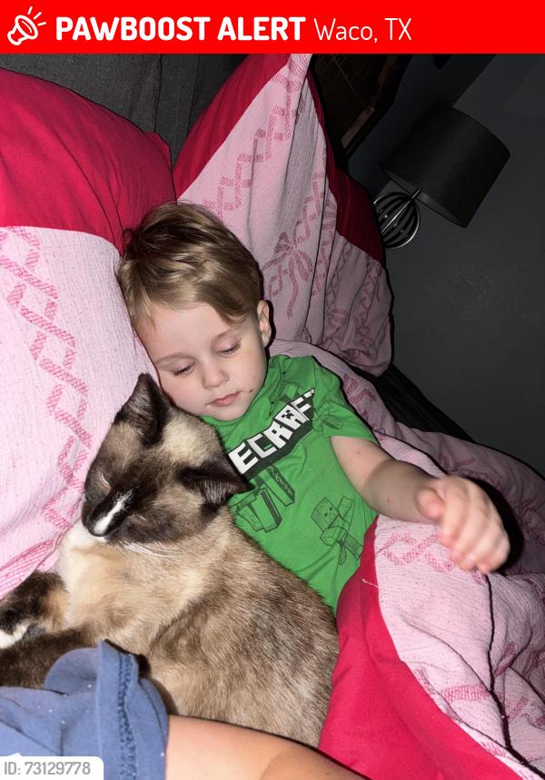 Lost Female Cat last seen House Behind La Vega Intermediate, Waco, TX 76705