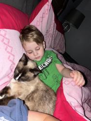 Lost Female Cat last seen House Behind La Vega Intermediate, Waco, TX 76705
