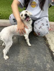 Found/Stray Male Dog last seen Ludingtong & traverse dr, Costa Mesa, CA 92626
