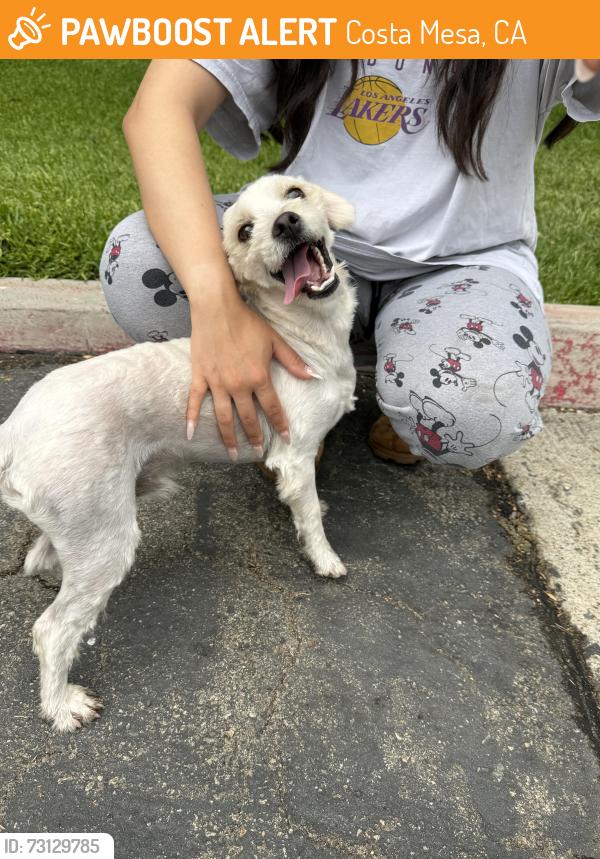 Found/Stray Male Dog last seen Ludingtong & traverse dr, Costa Mesa, CA 92626