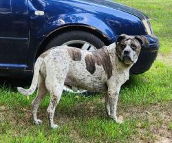 Lost Female Dog last seen Pioneer Ln, Cleveland, TX 77328
