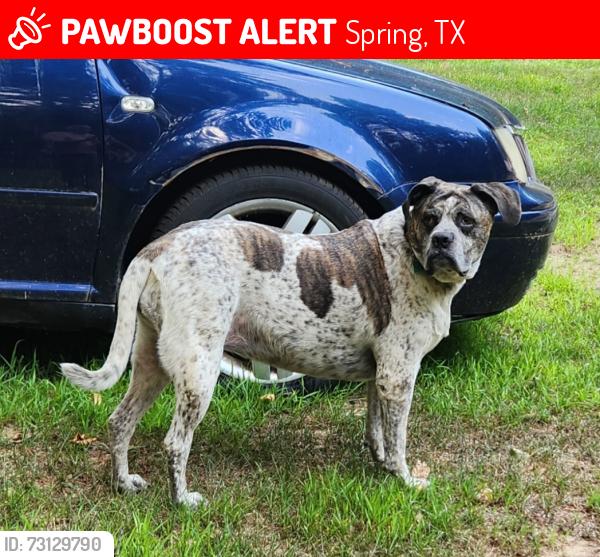 Lost Female Dog last seen Pioneer Ln, Cleveland, TX 77328