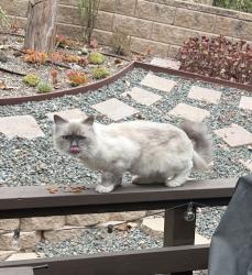 Reunited Unknown Cat last seen Rollingwood and Jerinmo, Lake Forest, CA 92630