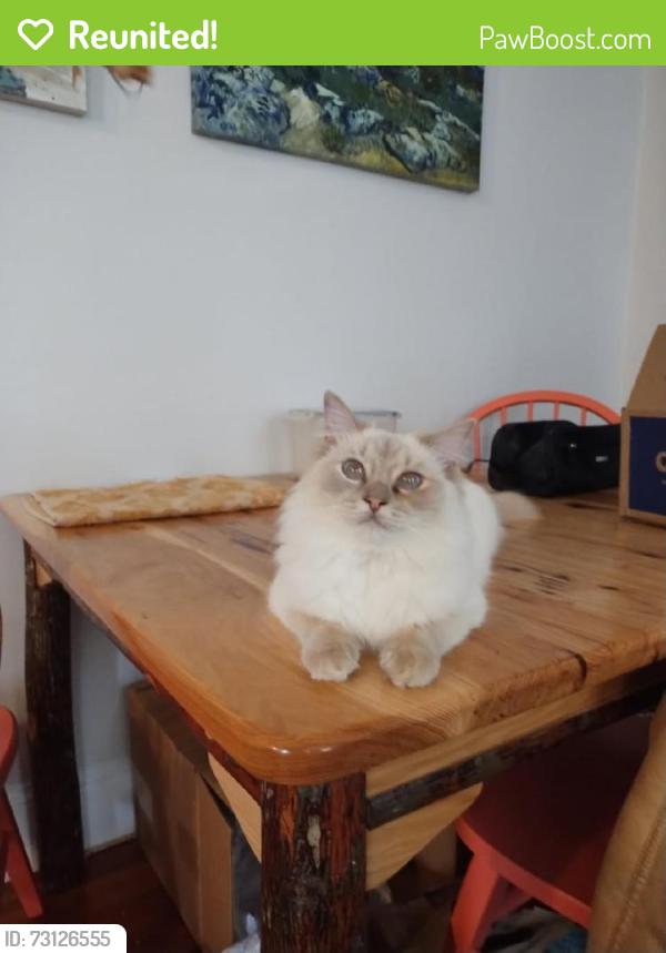 Reunited Female Cat last seen Creighton St, Boston, MA 02130