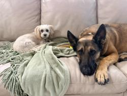 Reunited Female Dog last seen Tierra Fortaleza and Arturo Vallejo, El Paso, TX 79938