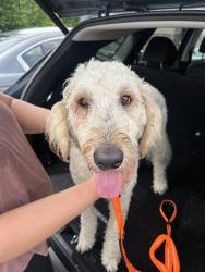 Reunited Male Dog last seen Nolensville Rd/Burkitt, Nolensville, TN 37027