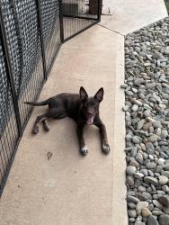 Reunited Female Dog last seen Mount Home Church Rd, Morganton, NC 28655