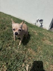 Reunited Female Dog last seen 125th and Harvard, West Athens, CA 90047