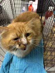 Shelter Stray Male Cat last seen Near Maynard Avenue, City of Knoxville ASO, TN, 3201 Division St, Knoxville, TN 37919, USA