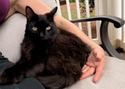 Found/Stray Female Cat last seen Woodruff, Greenville, SC 29607