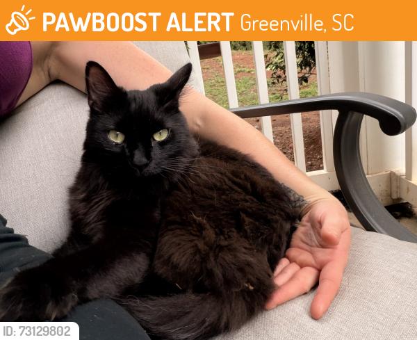 Found/Stray Female Cat last seen Woodruff, Greenville, SC 29607