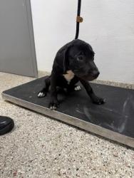 Shelter Stray Male Dog last seen Dallas High Shoals Hwy, County/Unicorporated, NC, 1491 Business Park Ct, Gastonia, NC 28052, USA
