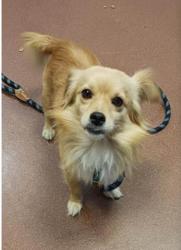 Shelter Stray Male Dog last seen Fed Ex, near Edes Ave, Oakland, CA, 1101 29th Ave, Oakland, CA 94601, USA