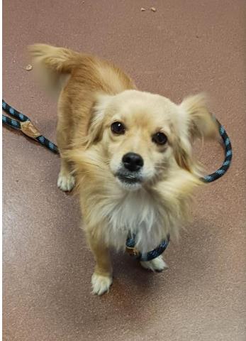 Shelter Stray Male Dog last seen Fed Ex, near Edes Ave, Oakland, CA, 1101 29th Ave, Oakland, CA 94601, USA