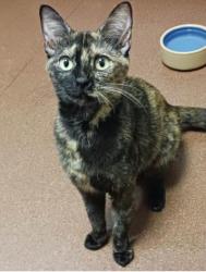 Shelter Stray Female Cat last seen left in a box at East Bay SPCA, Oakland, CA, 1101 29th Ave, Oakland, CA 94601, USA