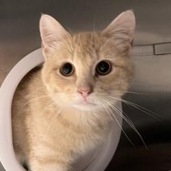 Shelter Stray Male Cat last seen Vernon Ave, Madison 3, City of, WI, 5132 Voges Rd, Madison, WI 53718, USA