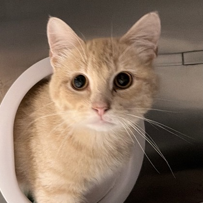 Shelter Stray Male Cat last seen Vernon Ave, Madison 3, City of, WI, 5132 Voges Rd, Madison, WI 53718, USA