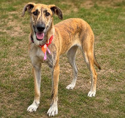 Shelter Stray Female Dog last seen Westmoreland Drive, Homosassa,, 4030 S Airport Rd, Inverness, FL 34450, USA