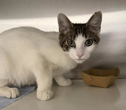 Shelter Stray Male Cat last seen May Ct and N Bond St, 21231, MD, 301 Stockholm St, Baltimore, MD 21230, USA