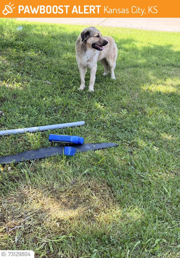 Found/Stray Male Dog last seen State Ave and 63rd terrace, Kansas City, KS 66102