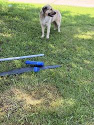 Found/Stray Male Dog last seen State Ave and 63rd terrace, Kansas City, KS 66102