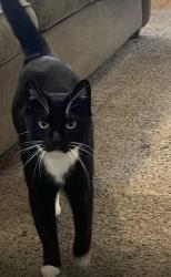 Lost Female Cat last seen Houck middle school, Salem, OR 97317