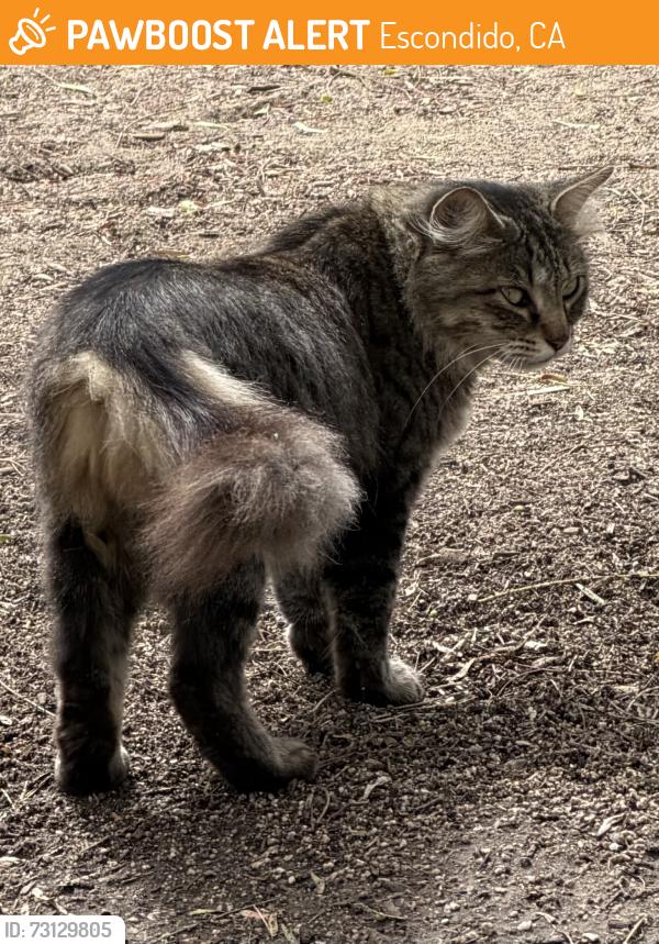 Found/Stray Unknown Cat last seen Near Daley Ranch, Escondido, CA 92046