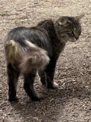 Found/Stray Unknown Cat last seen Near Daley Ranch, Escondido, CA 92046