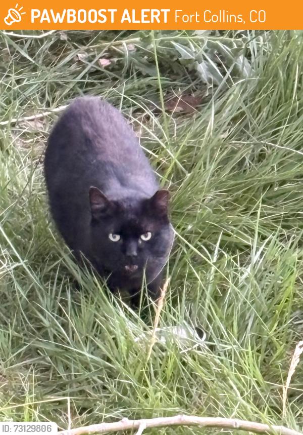 Found/Stray Unknown Cat last seen Cooper Slough, Fort Collins, CO 80524