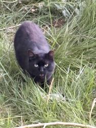 Found/Stray Unknown Cat last seen Cooper Slough, Fort Collins, CO 80524
