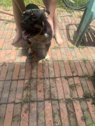 Reunited Male Dog last seen 297A near the Eacambia County Road department, Escambia County, FL 32560