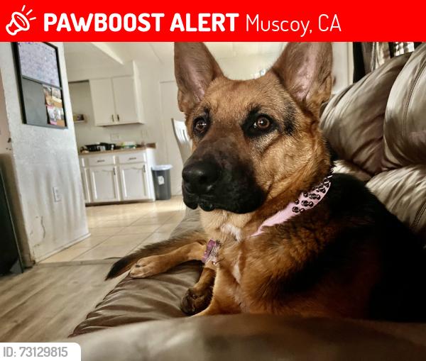 Lost Female Dog last seen Duffy st and w 1st ave, Muscoy, CA 92407