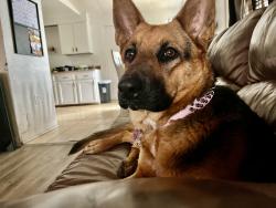 Lost Female Dog last seen Duffy st and w 1st ave, Muscoy, CA 92407