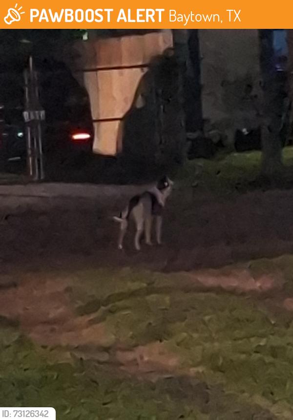 Found/Stray Unknown Dog last seen W Nazro and Yupon St. Baytown 77520, Baytown, TX 77520