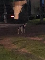 Found/Stray Unknown Dog last seen W Nazro and Yupon St. Baytown 77520, Baytown, TX 77520