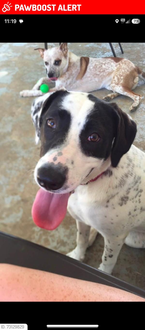 Lost Female Dog last seen Thompson ave., Springfield Township, PA 19064
