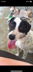 Lost Female Dog last seen Thompson ave., Springfield Township, PA 19064